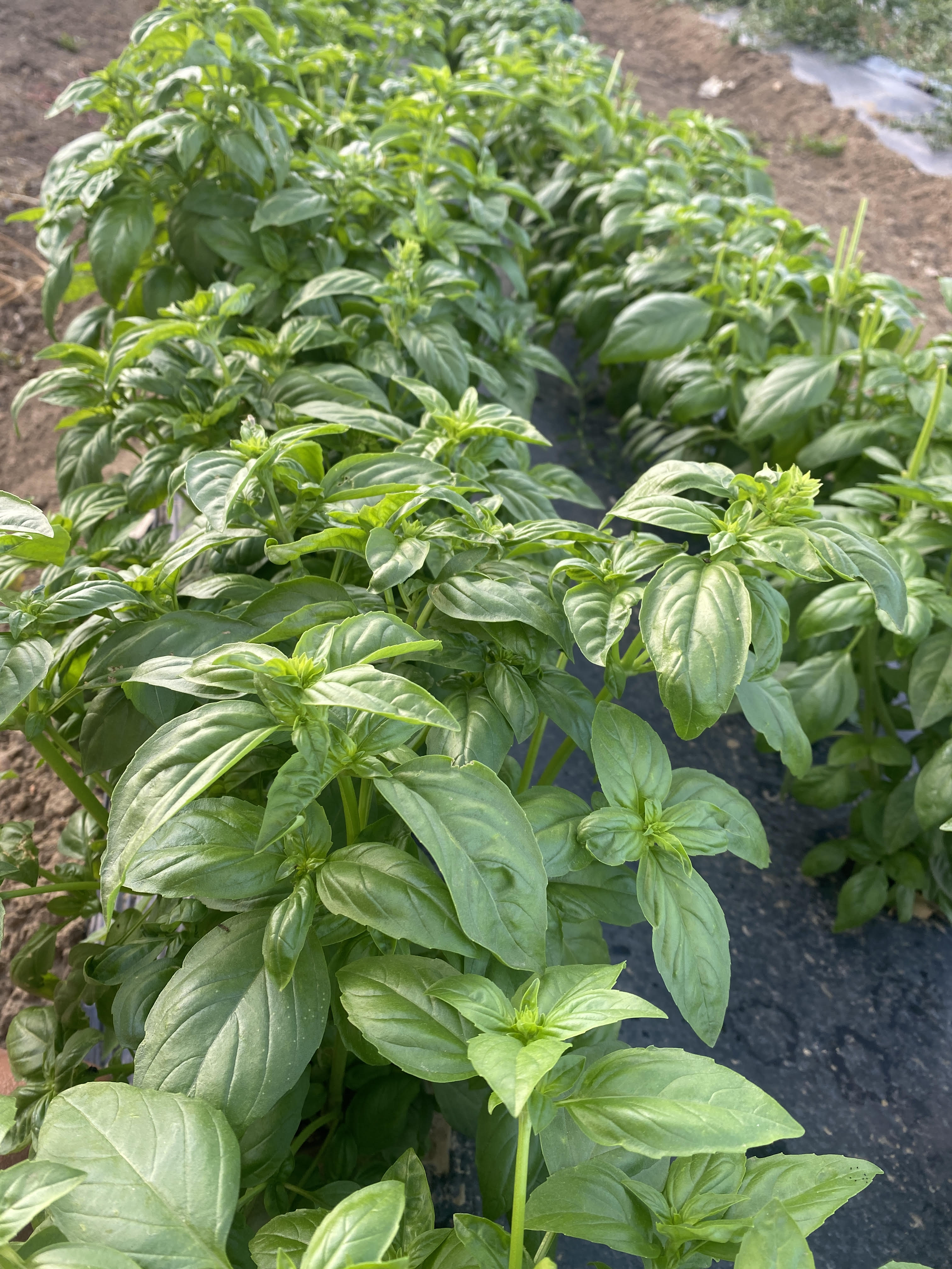 Basil - Genovese Italian Basil – MASA Seed Foundation