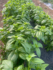 Basil - Genovese Italian Basil