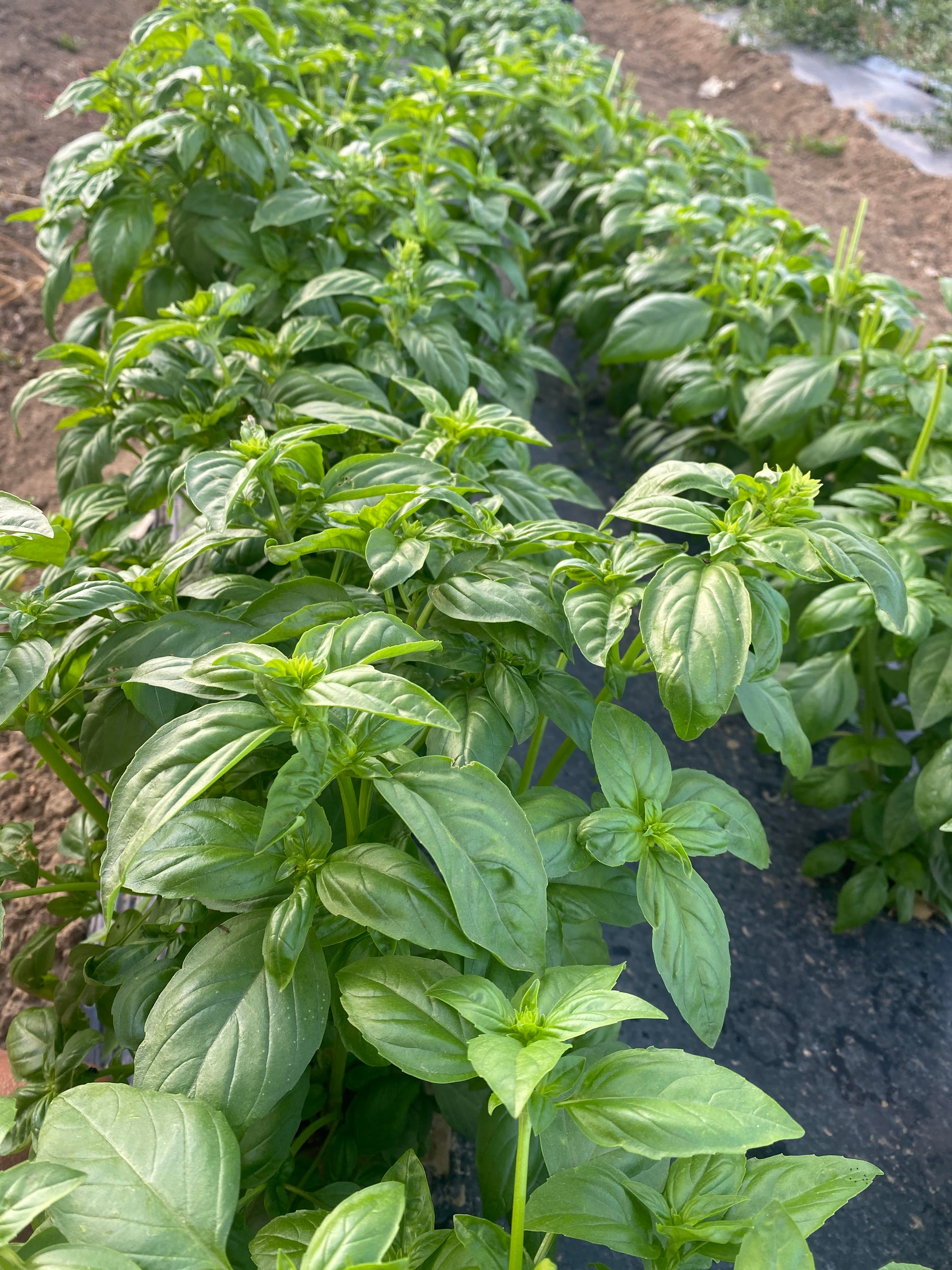 Basil