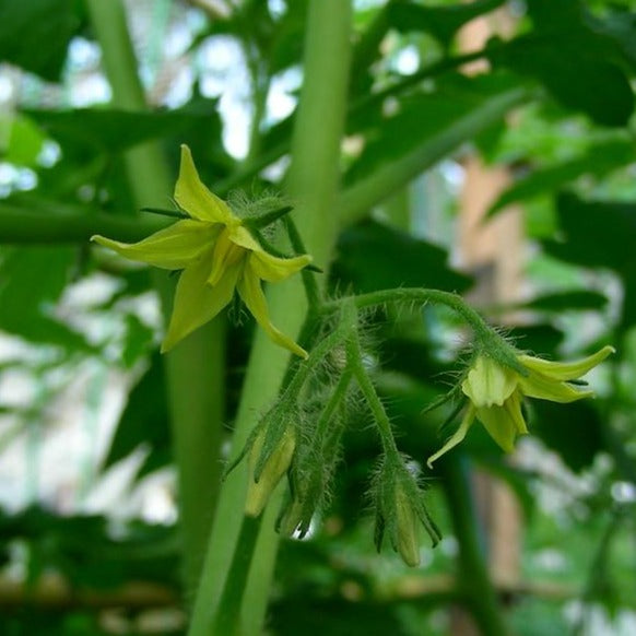 Tomato - Beam's Yellow Pear – MASA Seed Foundation