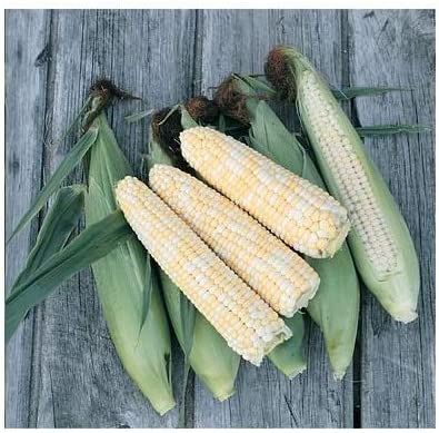 Corn - Double Standard Sweet Corn – MASA Seed Foundation