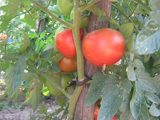 Tomato - Bonnie Best Slicer