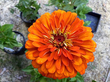 Load image into Gallery viewer, Flower - Zinnia / Cal Giants
