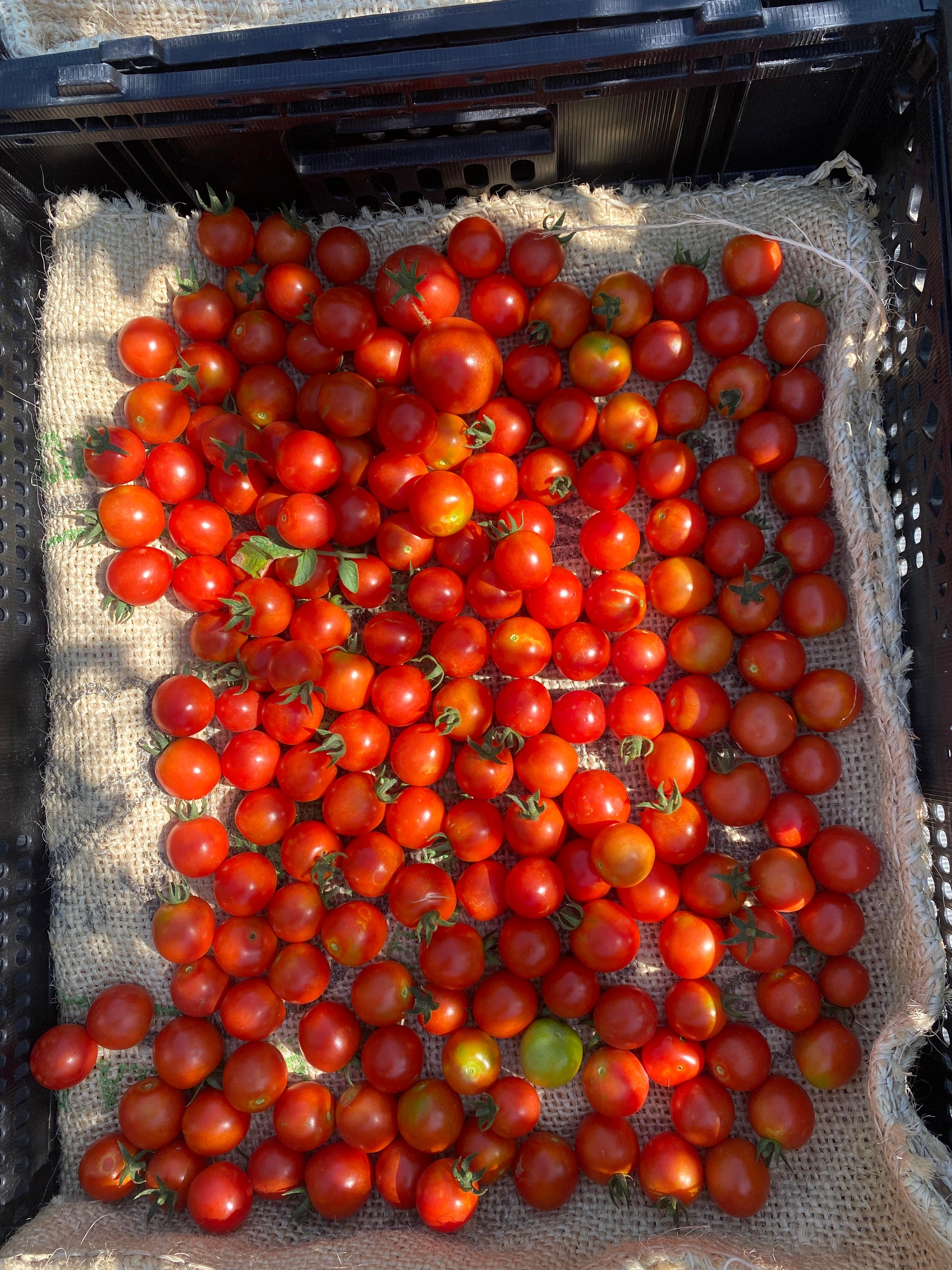Tomatoes – MASA Seed Foundation