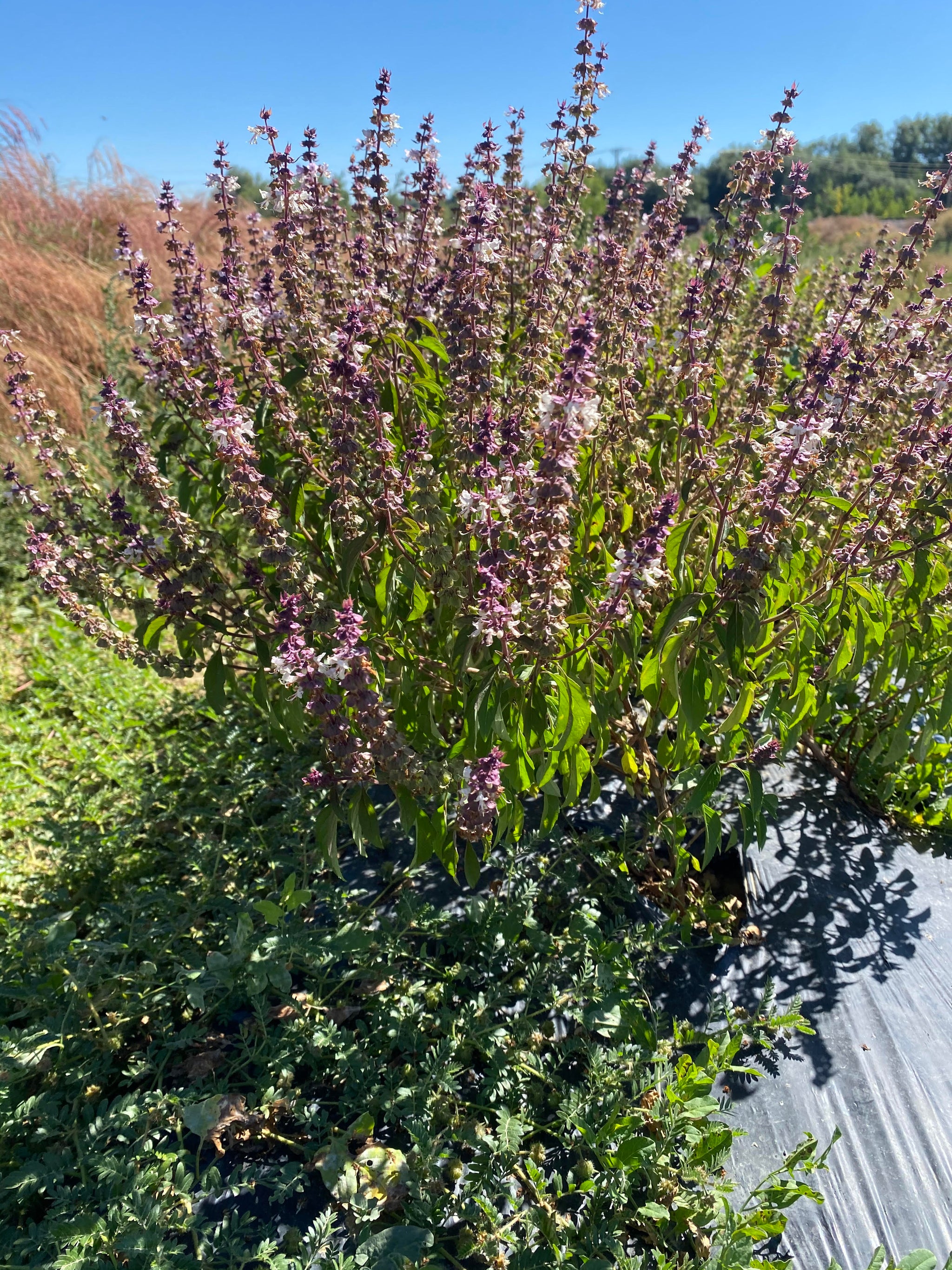 cinnamon sage plant Basil