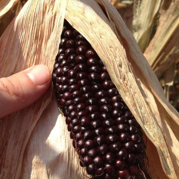 Corn - Dakota Black Popcorn