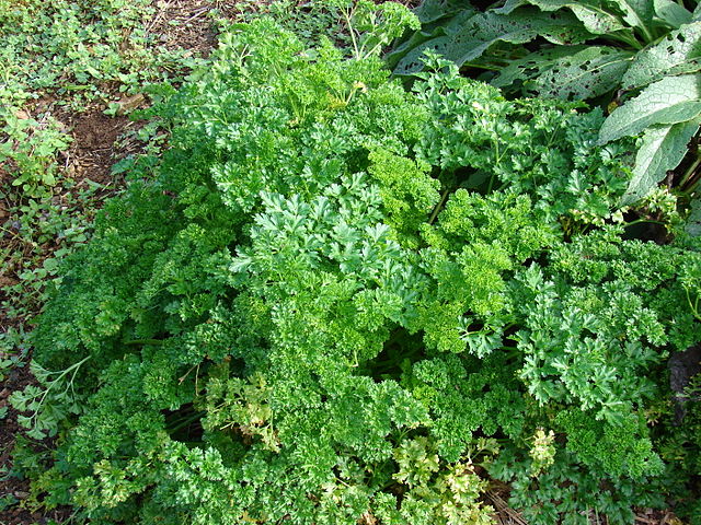 Herb Variety Pack