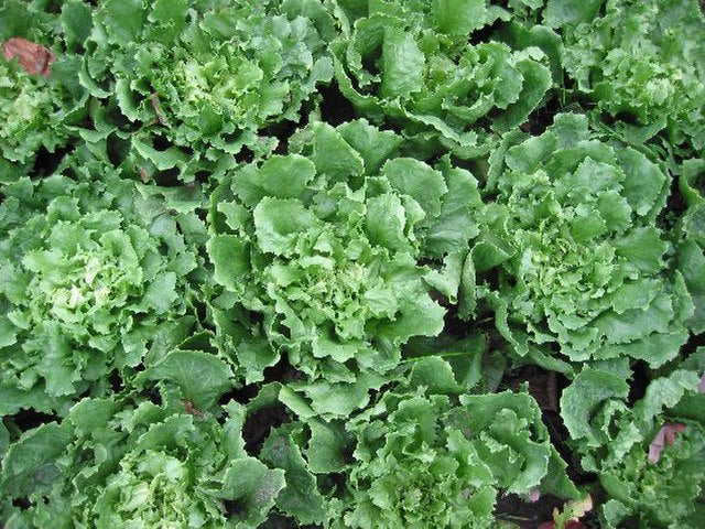Vegetables and Fruits – Tagged 