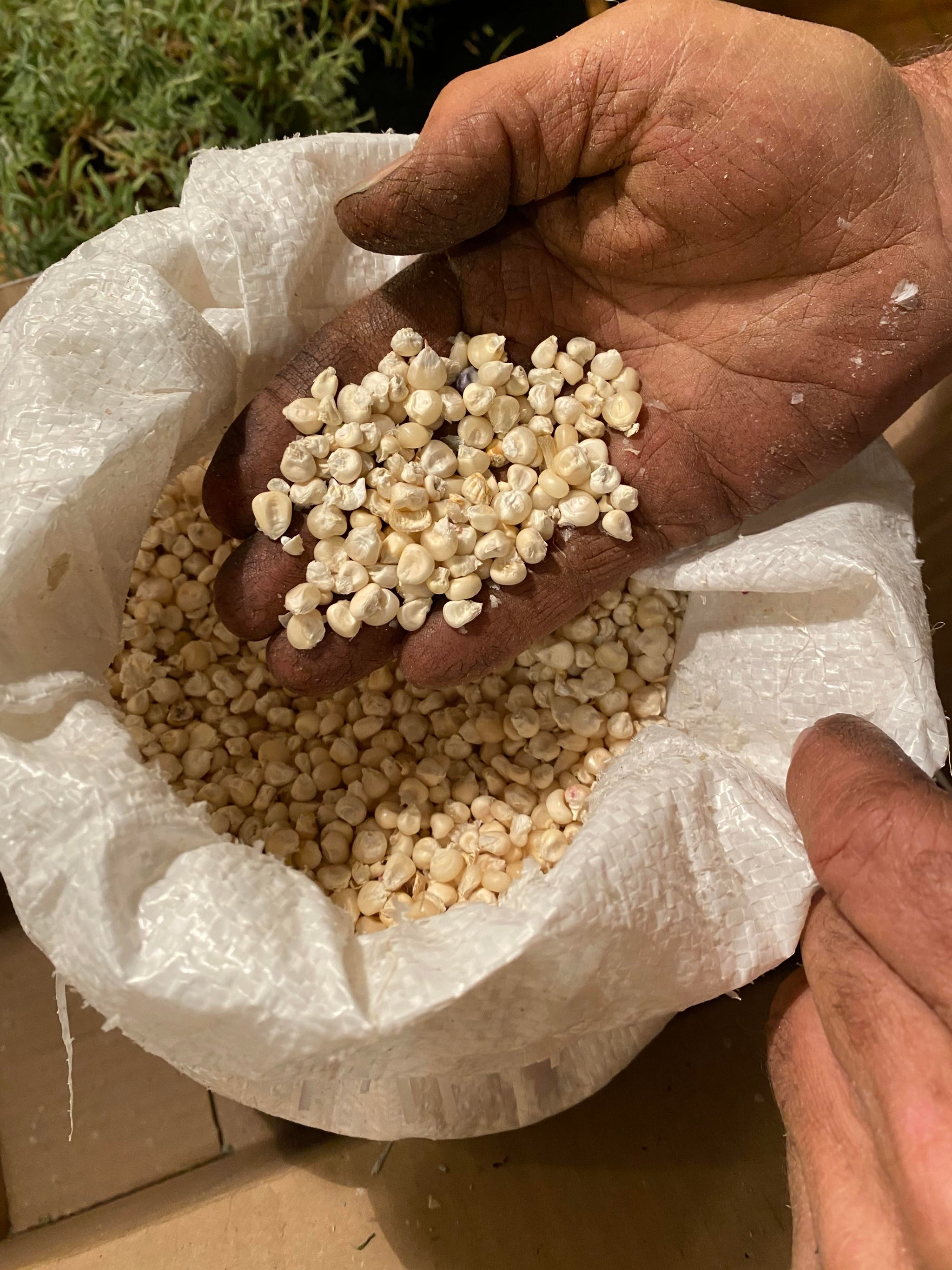 Grains and Corn – MASA Seed Foundation