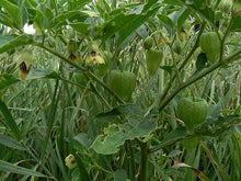 Load image into Gallery viewer, Tomato - Aunt Mollies Ground Cherry Tomatillo
