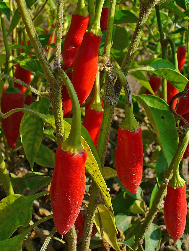 Pepper - Serrano Chili Hidalgo