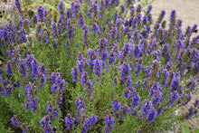 Load image into Gallery viewer, Herb - Hyssop
