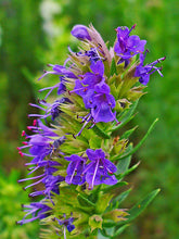 Load image into Gallery viewer, Herb - Hyssop
