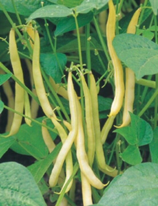Snap Bean - Indy Gold Yellow – MASA Seed Foundation