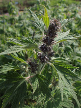 Load image into Gallery viewer, Herb - Motherwort
