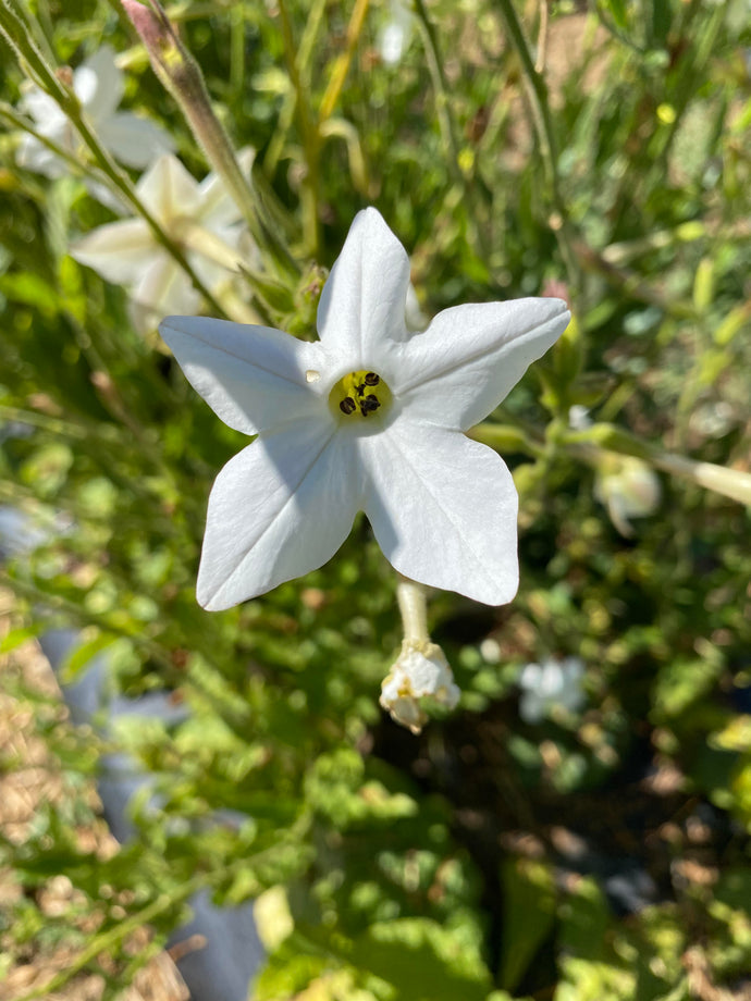 Flower - Jasmine Nicotiana