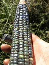 Load image into Gallery viewer, Corn - Oaxacan Green Tamale Corn
