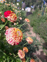 Load image into Gallery viewer, Flower - Zinnia / Peppermint Sticks
