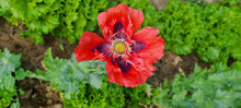 Load image into Gallery viewer, Flower - Double Ruffled Salmon Poppy
