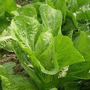 Lettuce - Jericho Romaine