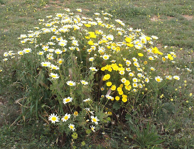 Flower - Shingiku Edible Chrysanthemum
