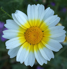 Load image into Gallery viewer, Flower - Shingiku Edible Chrysanthemum
