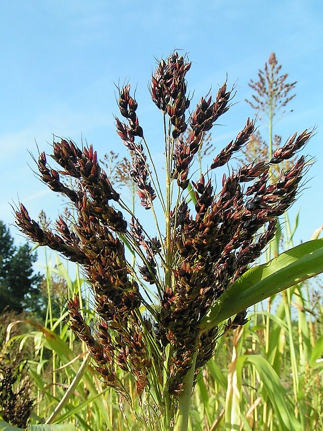 Sorghum - Black and Red African