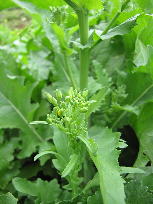 Broccoli - Spring Raab