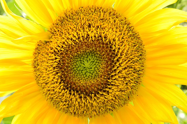 Flower - Sunflower / Tarahumara