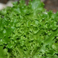 Load image into Gallery viewer, Lettuce - Tango Frilly
