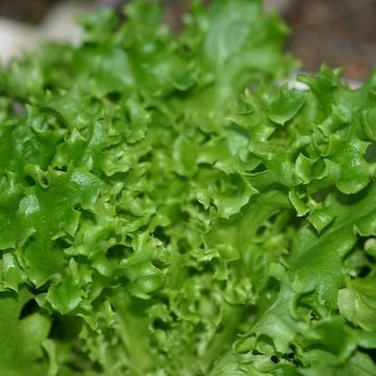 Lettuce - Tango Frilly