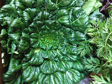 Load image into Gallery viewer, Tatsoi - Dark Green Leafy Tatsoi
