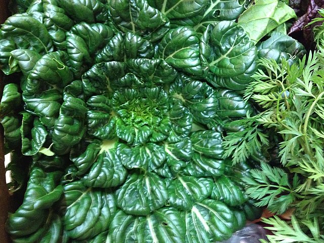 Tatsoi - Dark Green Leafy Tatsoi
