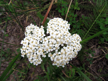 Load image into Gallery viewer, Herb - White Yarrow
