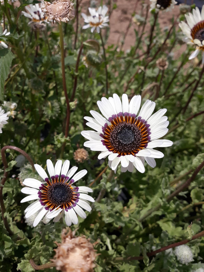 Flower -  Daisy  / Zulu Prince White and Black African Daisy